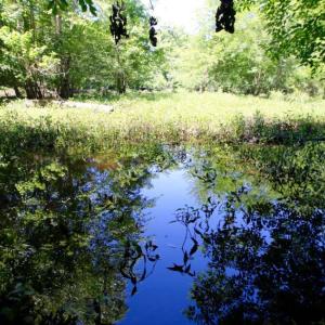 Photo of SOLD!  181 Acres of Farm and Timberland for Sale in Edgecombe County NC!