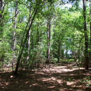 Photo of SOLD!  181 Acres of Farm and Timberland for Sale in Edgecombe County NC!