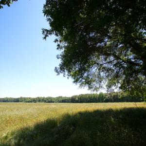 Photo of SOLD!  181 Acres of Farm and Timberland for Sale in Edgecombe County NC!