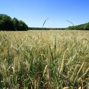 Photo of SOLD!  181 Acres of Farm and Timberland for Sale in Edgecombe County NC!
