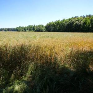 Photo of SOLD!  181 Acres of Farm and Timberland for Sale in Edgecombe County NC!