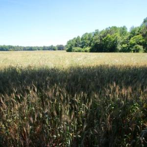 Photo of SOLD!  181 Acres of Farm and Timberland for Sale in Edgecombe County NC!