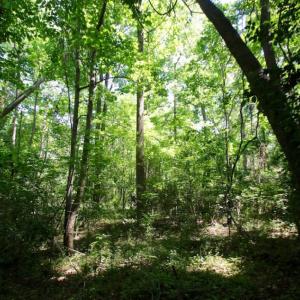 Photo of SOLD!  181 Acres of Farm and Timberland for Sale in Edgecombe County NC!