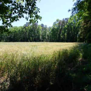 Photo of SOLD!  181 Acres of Farm and Timberland for Sale in Edgecombe County NC!