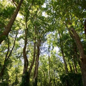 Photo of SOLD!  181 Acres of Farm and Timberland for Sale in Edgecombe County NC!