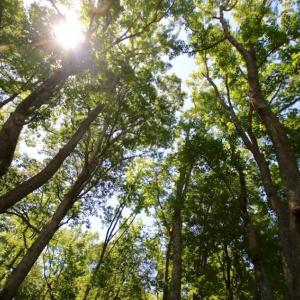 Photo of SOLD!  181 Acres of Farm and Timberland for Sale in Edgecombe County NC!