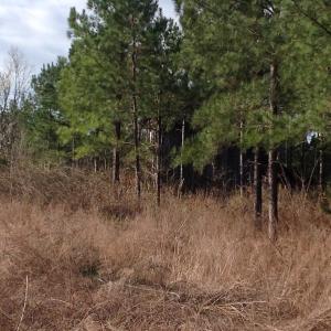 Photo of UNDER CONTRACT!  203 Acres of Hunting Land For Sale in Pittsylvania County VA!