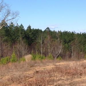 Photo of UNDER CONTRACT!  203 Acres of Hunting Land For Sale in Pittsylvania County VA!