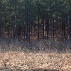 Photo of UNDER CONTRACT!  203 Acres of Hunting Land For Sale in Pittsylvania County VA!