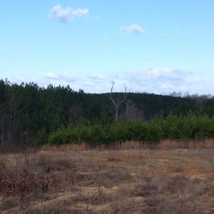 Photo of UNDER CONTRACT!  203 Acres of Hunting Land For Sale in Pittsylvania County VA!