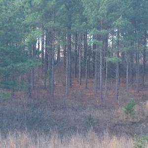 Photo of UNDER CONTRACT!  203 Acres of Hunting Land For Sale in Pittsylvania County VA!