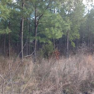 Photo of UNDER CONTRACT!  203 Acres of Hunting Land For Sale in Pittsylvania County VA!