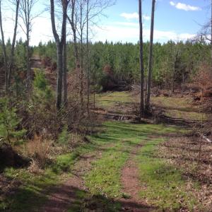 Photo of UNDER CONTRACT!  174 Acres of Hunting Land For Sale in Pittsylvania County VA!