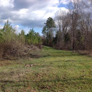 Photo of UNDER CONTRACT!  174 Acres of Hunting Land For Sale in Pittsylvania County VA!