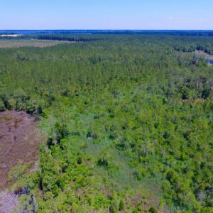 Photo of SOLD!  50 Acres of Waterfront Hunting Land for Sale in Hyde County NC!