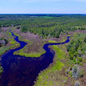 Photo of SOLD!  50 Acres of Waterfront Hunting Land for Sale in Hyde County NC!