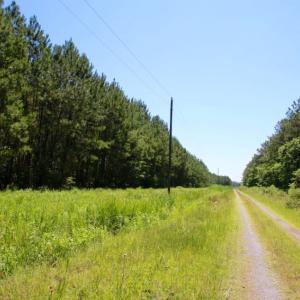 Photo of SOLD!  50 Acres of Waterfront Hunting Land for Sale in Hyde County NC!