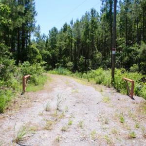 Photo of SOLD!  50 Acres of Waterfront Hunting Land for Sale in Hyde County NC!