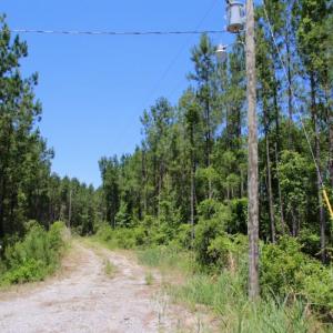 Photo of SOLD!  50 Acres of Waterfront Hunting Land for Sale in Hyde County NC!