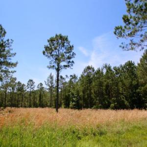 Photo of SOLD!  50 Acres of Waterfront Hunting Land for Sale in Hyde County NC!