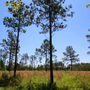 Photo of SOLD!  50 Acres of Waterfront Hunting Land for Sale in Hyde County NC!