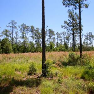 Photo of SOLD!  50 Acres of Waterfront Hunting Land for Sale in Hyde County NC!