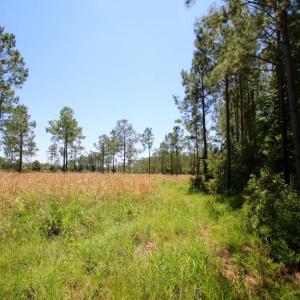 Photo of SOLD!  50 Acres of Waterfront Hunting Land for Sale in Hyde County NC!