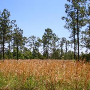Photo of SOLD!  50 Acres of Waterfront Hunting Land for Sale in Hyde County NC!