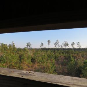 Photo of UNDER CONTRACT!  106 Acres of Residential Farm and Timber Land For Sale in Sampson County NC!