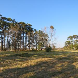 Photo of UNDER CONTRACT!  106 Acres of Residential Farm and Timber Land For Sale in Sampson County NC!