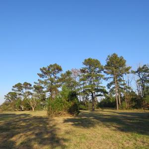 Photo of UNDER CONTRACT!  106 Acres of Residential Farm and Timber Land For Sale in Sampson County NC!