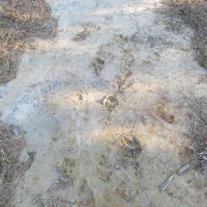 Photo of UNDER CONTRACT!  106 Acres of Residential Farm and Timber Land For Sale in Sampson County NC!