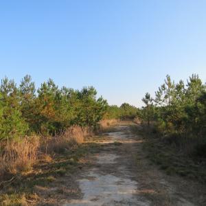 Photo of UNDER CONTRACT!  106 Acres of Residential Farm and Timber Land For Sale in Sampson County NC!