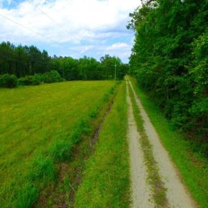 Photo of SOLD!  45 acre Hunting and Timber Land for Sale in Pamlico County NC!