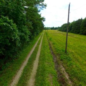Photo of SOLD!  45 acre Hunting and Timber Land for Sale in Pamlico County NC!