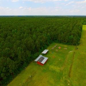 Photo of SOLD!  45 acre Hunting and Timber Land for Sale in Pamlico County NC!