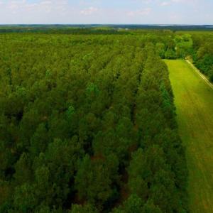 Photo of SOLD!  45 acre Hunting and Timber Land for Sale in Pamlico County NC!