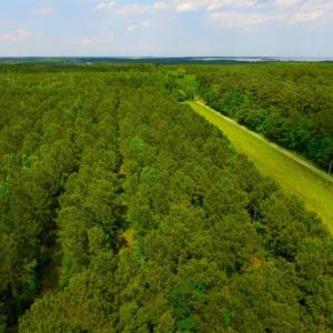 Photo of SOLD!  45 acre Hunting and Timber Land for Sale in Pamlico County NC!