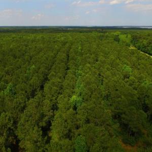 Photo of SOLD!  45 acre Hunting and Timber Land for Sale in Pamlico County NC!