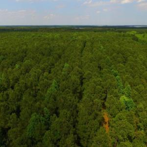 Photo of SOLD!  45 acre Hunting and Timber Land for Sale in Pamlico County NC!