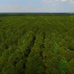 Photo of SOLD!  45 acre Hunting and Timber Land for Sale in Pamlico County NC!