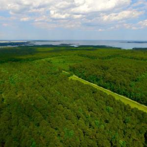 Photo of SOLD!  45 acre Hunting and Timber Land for Sale in Pamlico County NC!