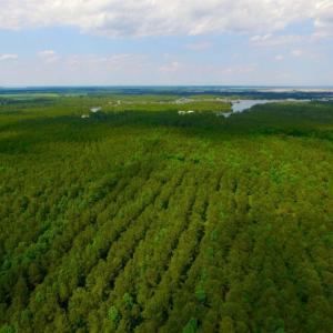 Photo of SOLD!  45 acre Hunting and Timber Land for Sale in Pamlico County NC!