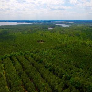 Photo of SOLD!  45 acre Hunting and Timber Land for Sale in Pamlico County NC!
