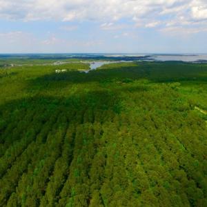 Photo of SOLD!  45 acre Hunting and Timber Land for Sale in Pamlico County NC!