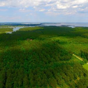 Photo of SOLD!  45 acre Hunting and Timber Land for Sale in Pamlico County NC!