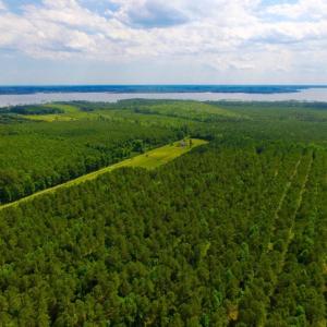 Photo of SOLD!  45 acre Hunting and Timber Land for Sale in Pamlico County NC!