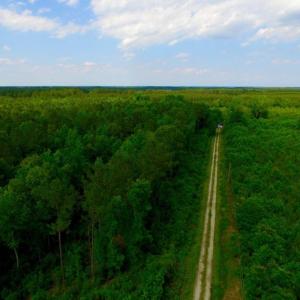Photo of SOLD!  45 acre Hunting and Timber Land for Sale in Pamlico County NC!