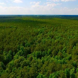 Photo of SOLD!  45 acre Hunting and Timber Land for Sale in Pamlico County NC!