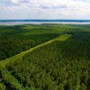 Photo of SOLD!  45 acre Hunting and Timber Land for Sale in Pamlico County NC!
